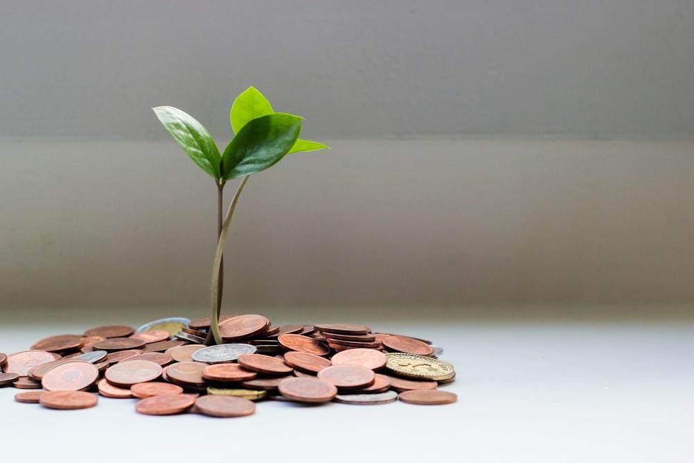 Affiliate Earnings
